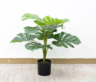 小龟背盆栽