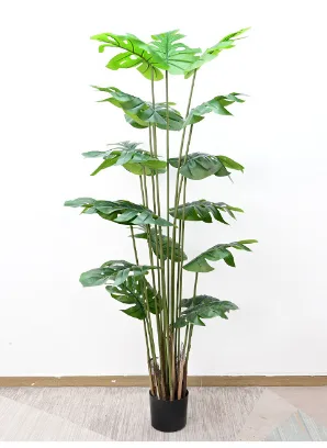 硬杆龟背
