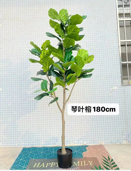 大叶琴叶榕