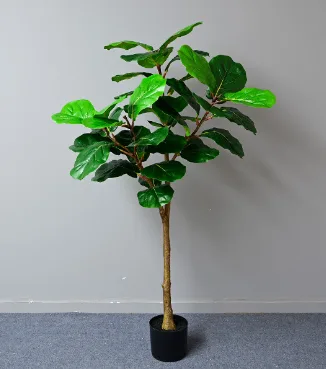新款琴叶榕