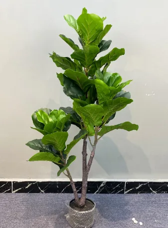 pu杆琴叶榕