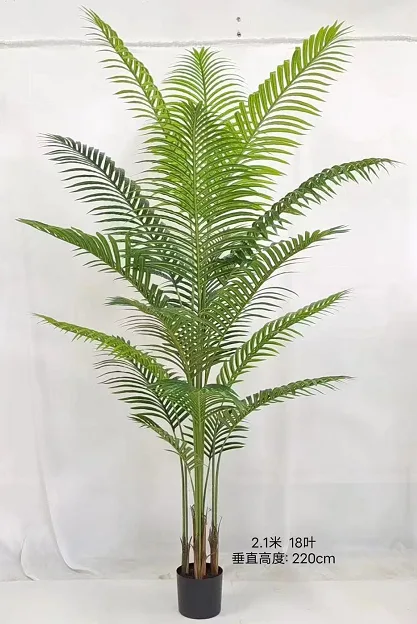 C款散尾葵