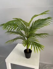 套管小葵树