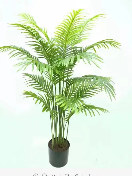 羽毛葵
