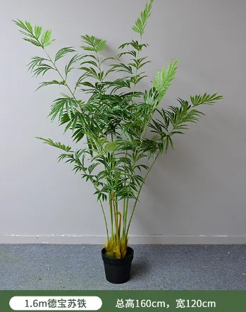 德宝苏铁