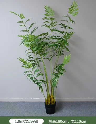 德宝苏铁