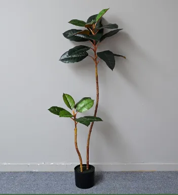 异形橡皮树