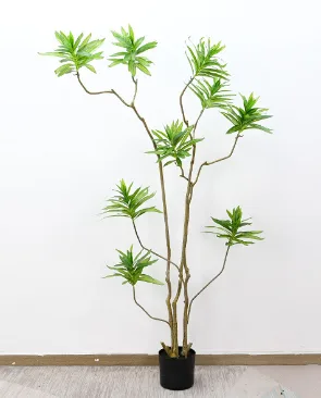 异形百合竹