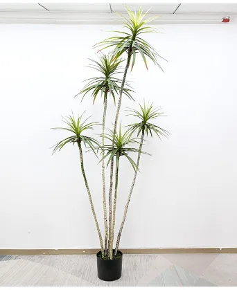 狭叶龙血树