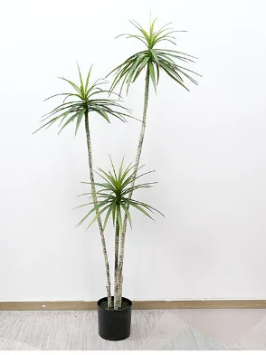狭叶龙血树
