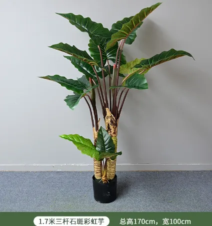 石斑彩虹芋