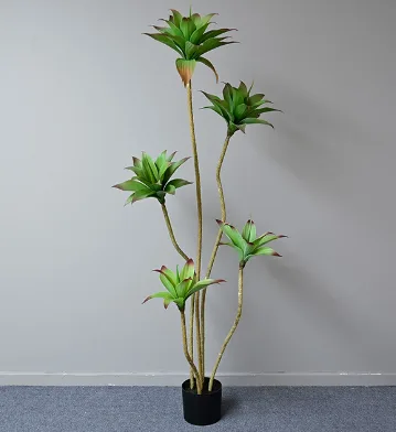 5头睡莲