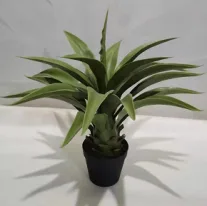 黄冠兰盆栽
