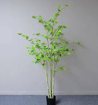 胶片吊钟树