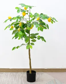 柠檬树