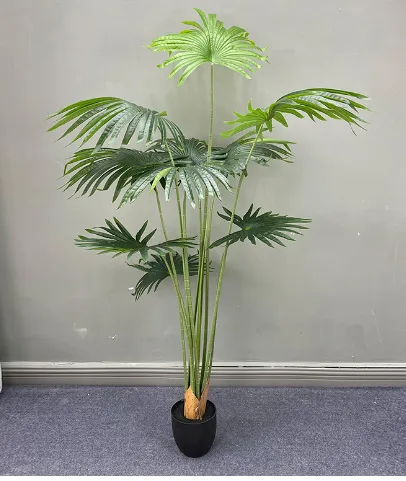 加州蒲葵