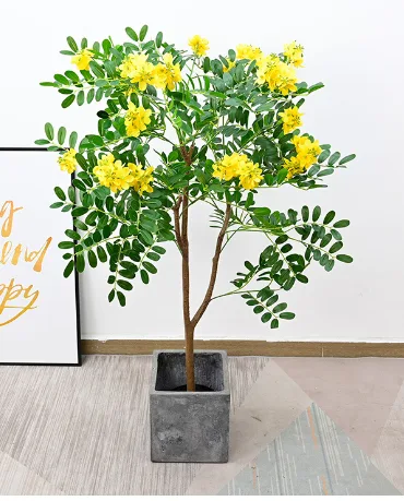 槐花树