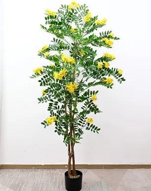 槐花树