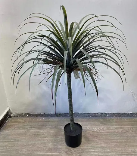 单干龙血树