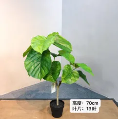 心叶榕