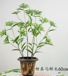 长叶马醉木