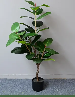 橡皮树