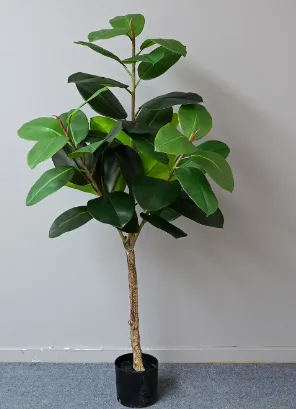 橡皮树