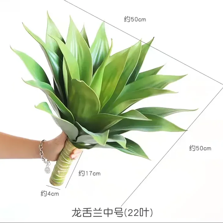 中号龙舌兰