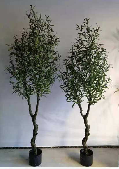 橄榄树