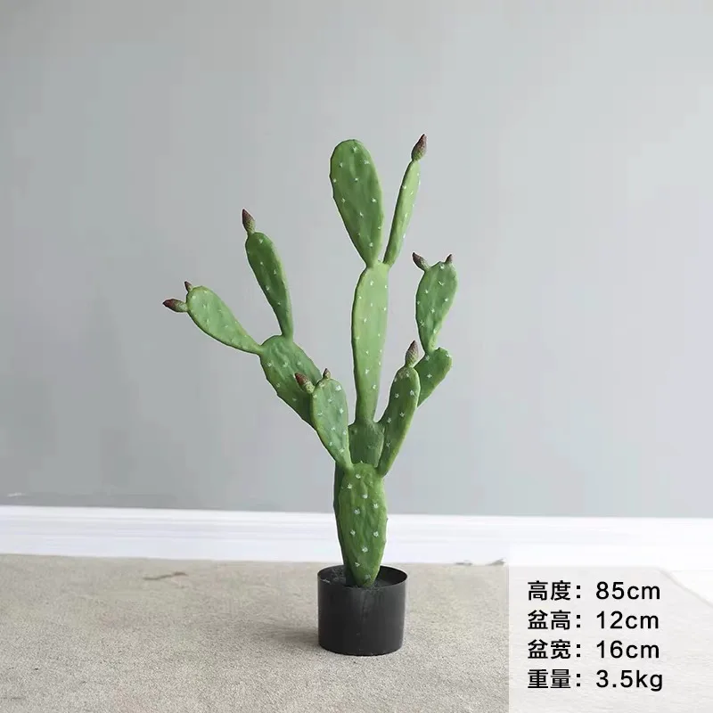 小号圆仙人掌