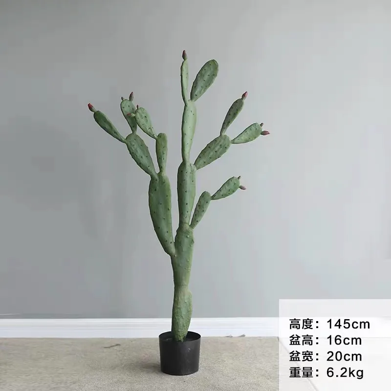 中号圆仙人掌