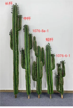 长杆仙人掌